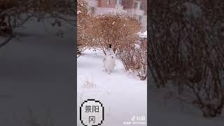 Super Chinese cat