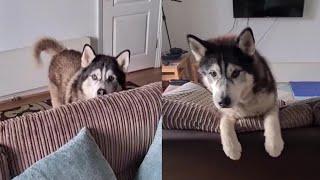 Husky does the Cutest thing when he gets Mad