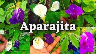 Different types of aparajita flower/अपराजिता के फूल/Rare types of Blue pea Flowers/Sasipajay