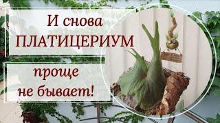 И снова ПЛАТИЦЕРИУМ. 3 способа полива, уход, условия содержания.