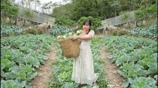 Harvesting kohlrabi to sell, taking care of newly hatched chicks