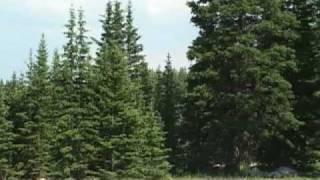 The Subalpine Forests of Wyoming
