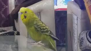 chirping budgie