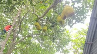 Eating fruit from the childhood passion tree | uncover village