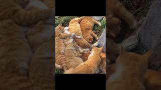 Orange Cat Cuddle Puddle: Feline Love Galore!