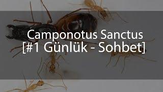 Camponotus Sanctus ( İsim: Antana ) Günlük #1 - Duyurular / Sohbet