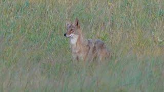 Close Encounter Predator Hunts: Sunset Double!