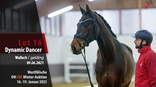 ONLINE Winter-Auktion Lot 16 Dynamic Dancer Wallach v. Dynamic Dream - Christ