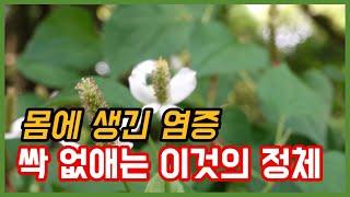 몸에 생긴 염증 싹 없애는 약초 소개합니다[약초방송]