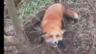 Fox trapping - tips and tricks