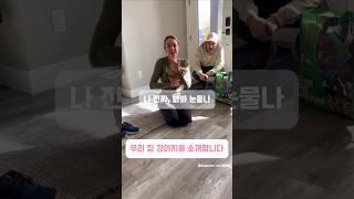 새로운 가족이 된 강아지를 소개합니다 #강아지 #반려견