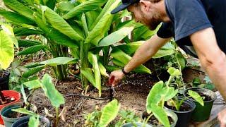 Best Irrigation for a Backyard Garden | Replacing Drip Irrigation