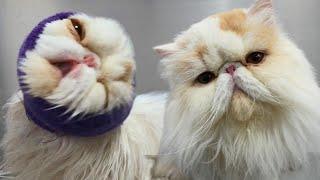 I Laughed So Hard Editing This Video | Ralph The Funny Persian Cat