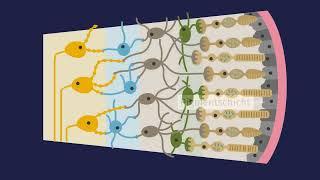 Aufbau der Netzhaut einfach erklärt | sofatutor