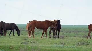 Group of horses grazing in a green meadow on a clear day