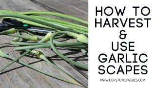 How to harvest and use Garlic Scapes