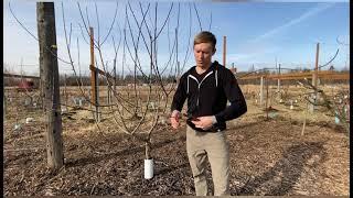 Grafting fruit trees for beginners Part 1, collecting and storing bud wood.
