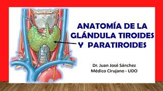  ANATOMY OF THE THYROID AND PARATHYROID GLAND. Easy, Quick and Simple