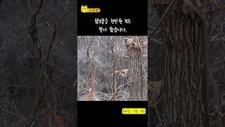 칡넝쿨을 천만원 정도 팔아 봤습니다. #노란용 #시골생활 #칡넝쿨 #황당주문