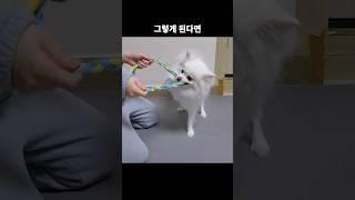 강아지 장난감으로 놀아줄 때 주의점 #반려견