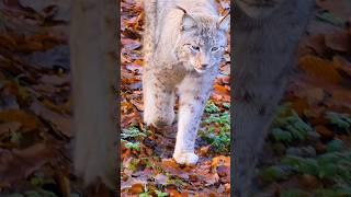 Eurasian Lynx walking #wildlife #shorts