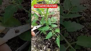 Пасынкование томатов в теплице Как правильно удалять пасынки Как удалять пасынки