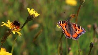 The Garden Jungle  how to save our insects, Prof Dave Goulson