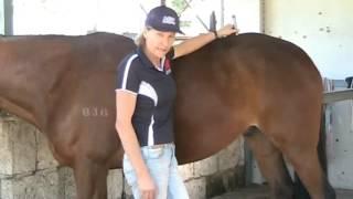 Demonstration of Wellness Points for Horses using Photonic Torch