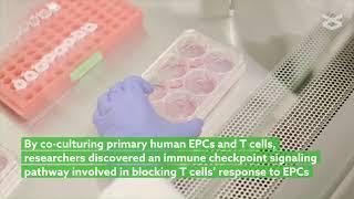 Endothelial progenitor cell immunosuppressive effect depends on TNF/TNFR2