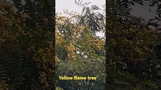 Yellow flame tree#beautiful#mother#nature#plants#trees#life#shorts#viral#trending#youtube