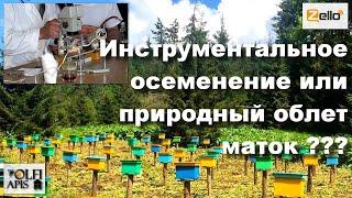 #инструментальное_осеменение или #природный_облет маток ?