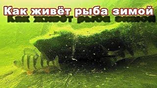 Как ЖИВЁТ рыба зимой под толстым слоем снега и льда? НЕ ОЖИДАЛ ЧТО ОНА ВЫЖИВЕТ! Съёмка подо льдом.