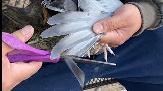 Racing Pigeons - 9th & 10th flight feathers cut? Why?