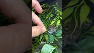 Want A BABY TURTLE?  WATCH THIS! ️