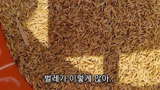 #200('22)_ 사하라 사막. 염해를 극복한 벼, 지금 수확 완료...