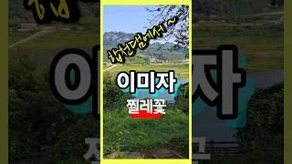 #이미자 #이미자노래 #이미자찔레꽃 #찔레꽃 #트로트 #트로트인기가요 #트로트메들리 #트롯 #트롯메들리 #트롯인기가요
