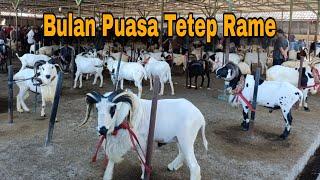 Bulan Puasa Banyak Domba Gede Dipasar, Cek Perkembangan Harganya ??