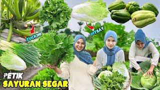 Petik macam-macam sayuran | Bikin capcay dari hasil kebun