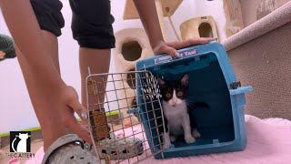 Watch This Before Buying A Kitty Carrier