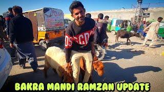 Lahore Bakra mandi Kajlay Chatry Dumbay Baby Goat price updates | Shahpur Kanjra Bakra Mandi Lahore