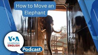 Moving an Elephant, Police Use AI, Soft and Hard Skills