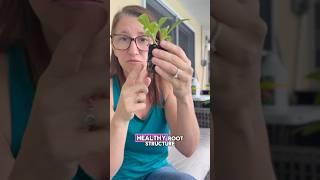 Simple Transplanting Tips for Beginners