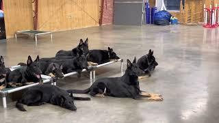 Prufenpuden Strong "Y" Litter Progeny Group @ Protection Dog Sales Super Trained Group Of Super Dogs