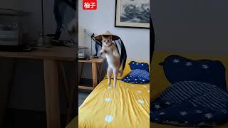 貓俠客來囉