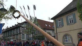 Maibaumaufstellen in Eberdingen-Hochdorf 2016