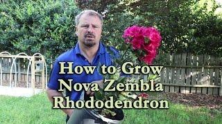 How to grow Nova Zembla Rhododendron with a detailed description