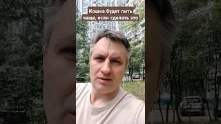 Кошка будет пить воду чаще, если не купите эту миску