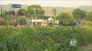 Late Summer Heat Burns Grapes In Northern California's Wine Country