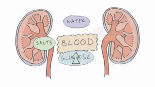 New GCSE BBC Bitesize - Homeostasis