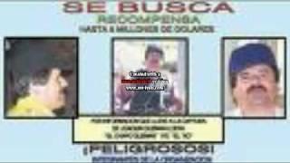 CHAPO GUZMAN -Enigma Norteno CORRIDOS DE ALTURA